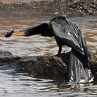 Anhinga d'Amérique