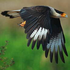 Caracara du Nord