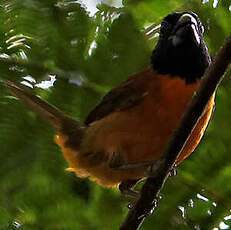 Cardinal érythromèle