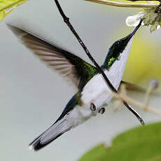 Colibri oreillard