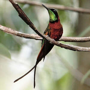 Colibri topaze