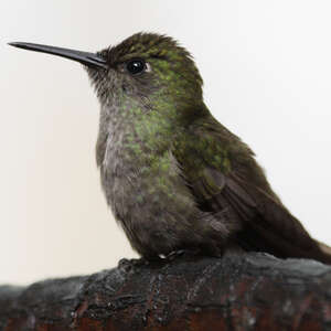 Colibri vert et gris