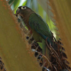 Conure de Molina