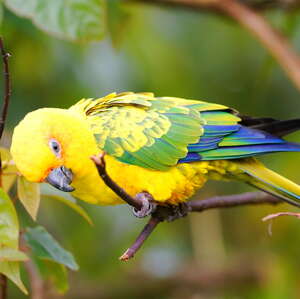 Conure de Pinto