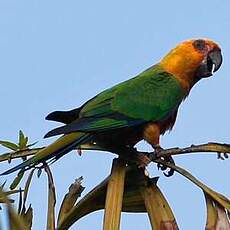 Conure jandaya