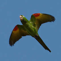 Conure pavouane