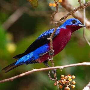 Cotinga de Daubenton