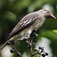 Cotinga pompadour