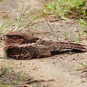 Caprimulgiformes