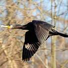 Grand Cormoran
