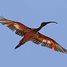 Ibis rouge