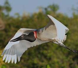 Jabiru d'Amérique