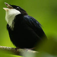 Manakin à gorge blanche