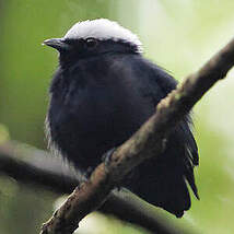 Manakin à tête blanche