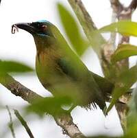 Motmot houtouc