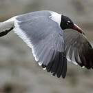 Mouette atricille