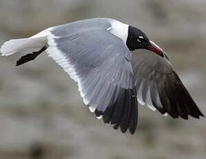 Mouette atricille