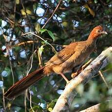 Ortalide motmot