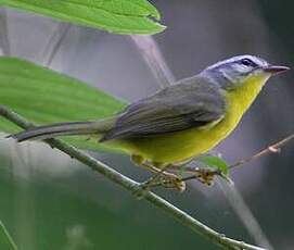 Paruline à couronne dorée