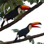 Toucan toco