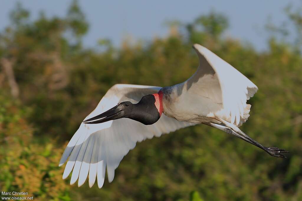 Jabiru d'Amériqueadulte, pigmentation, Vol