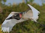 Jabiru d'Amérique