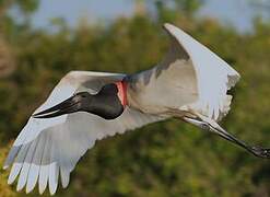 Jabiru