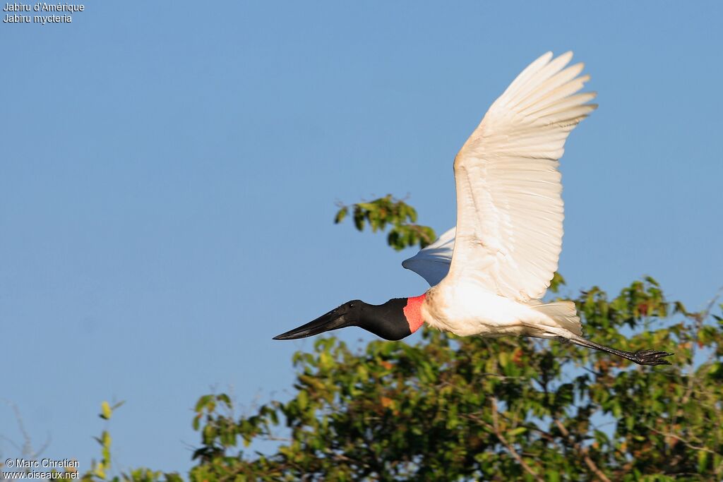 Jabiru d'Amérique mâle adulte