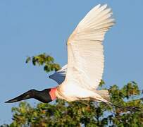 Jabiru d'Amérique