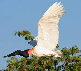 Jabiru d'Amérique