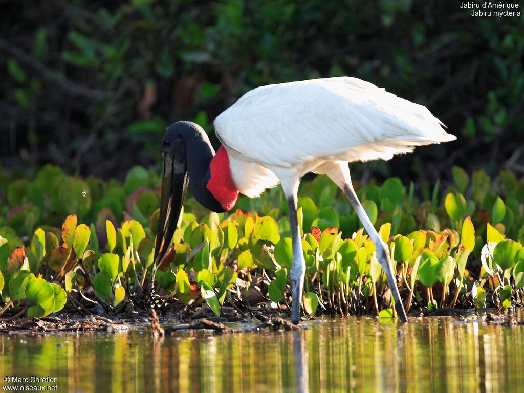 Jabiru d'Amérique femelle adulte