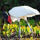 Jabiru d'Amérique