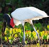 Jabiru d'Amérique