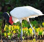 Jabiru