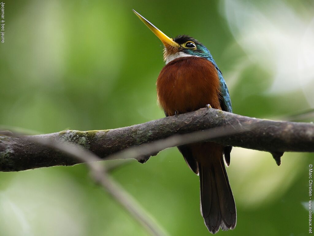 Yellow-billed Jacamar