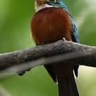 Jacamar à bec jaune