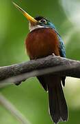 Yellow-billed Jacamar