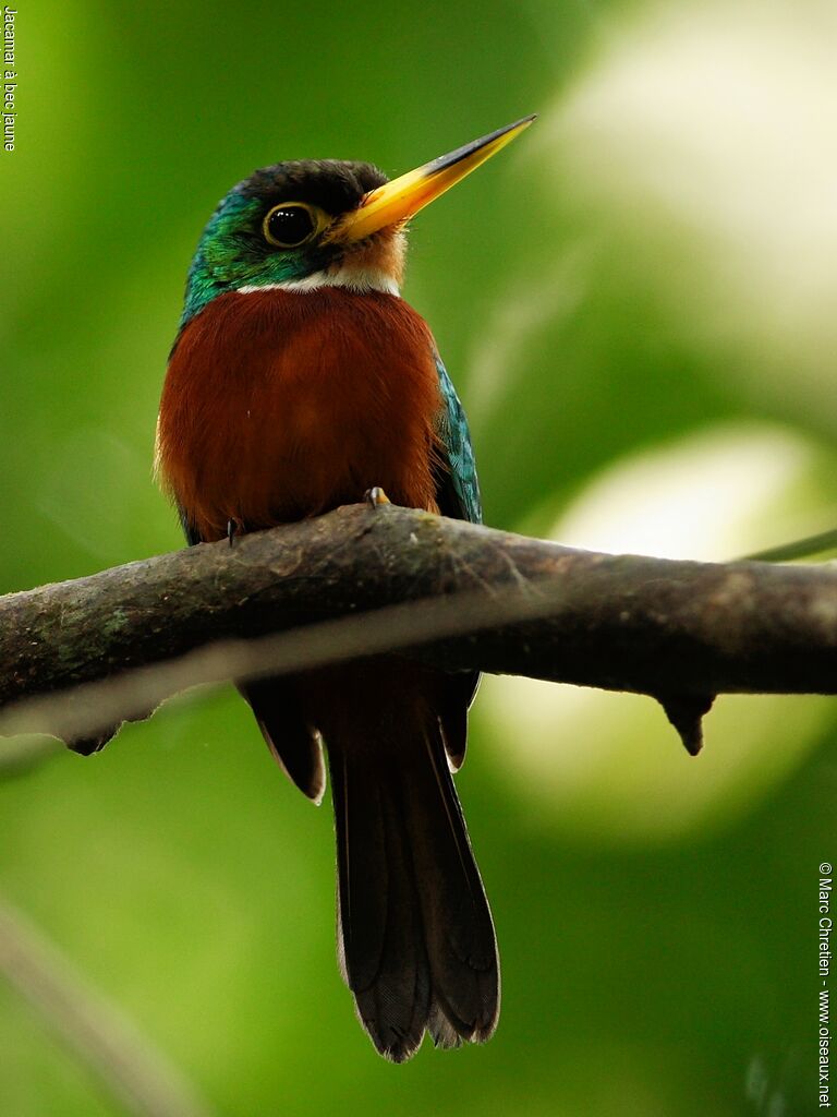 Jacamar à bec jaune