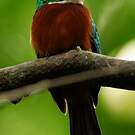 Jacamar à bec jaune