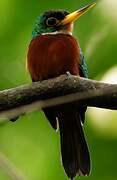 Yellow-billed Jacamar