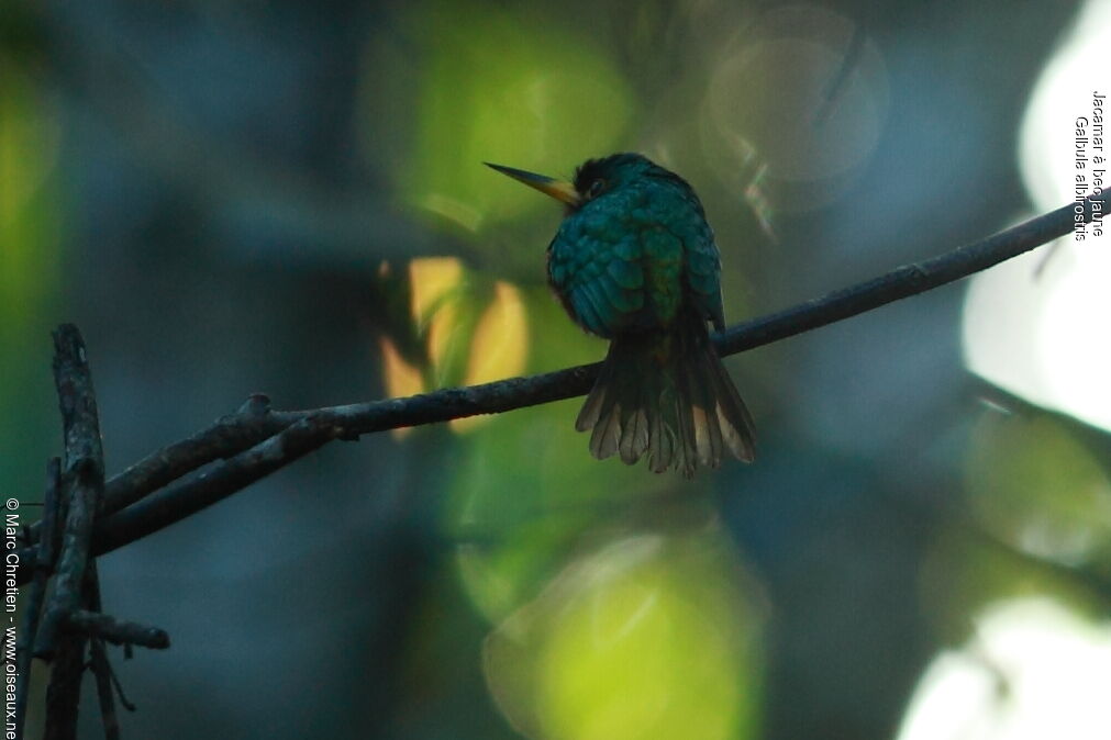 Jacamar à bec jauneadulte