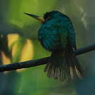 Jacamar à bec jaune