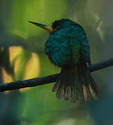 Yellow-billed Jacamar