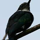 Jacamar à longue queue