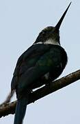 Jacamar à longue queue