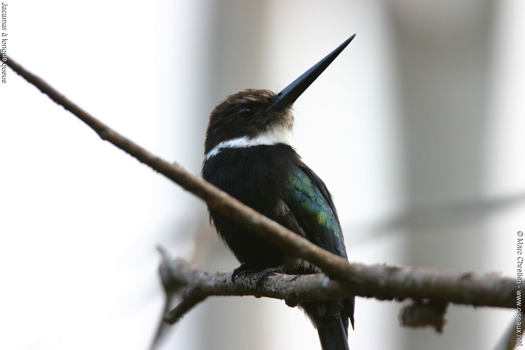 Jacamar à longue queue