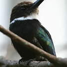 Jacamar à longue queue