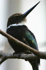 Jacamar à longue queue