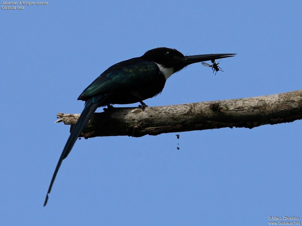 Jacamar à longue queue