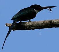 Jacamar à longue queue